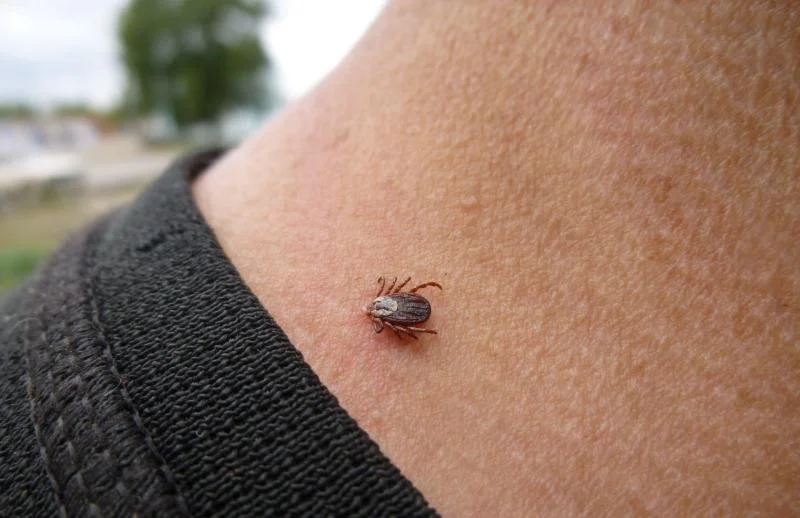 ЧТО ДЕЛАТЬ, ЕСЛИ УКУСИЛ КЛЕЩ? 