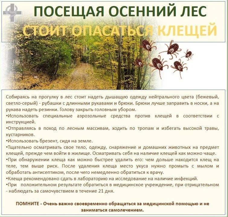 Посещая осенний лес СТОИТ ОПАСАТЬСЯ КЛЕЩЕЙ