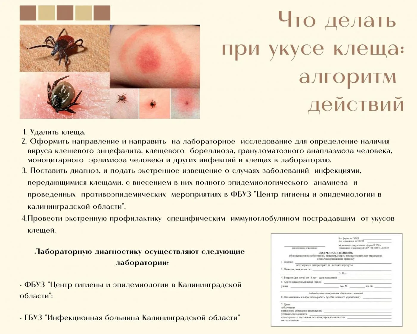 Что делать при укусе клеща: алгоритм действий