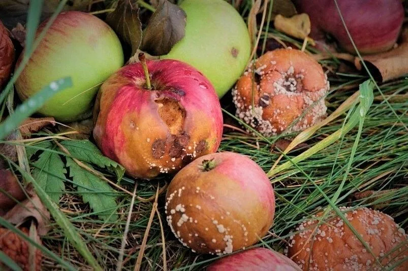 Почему не стоит срезать заплесневелую часть и доедать остальное