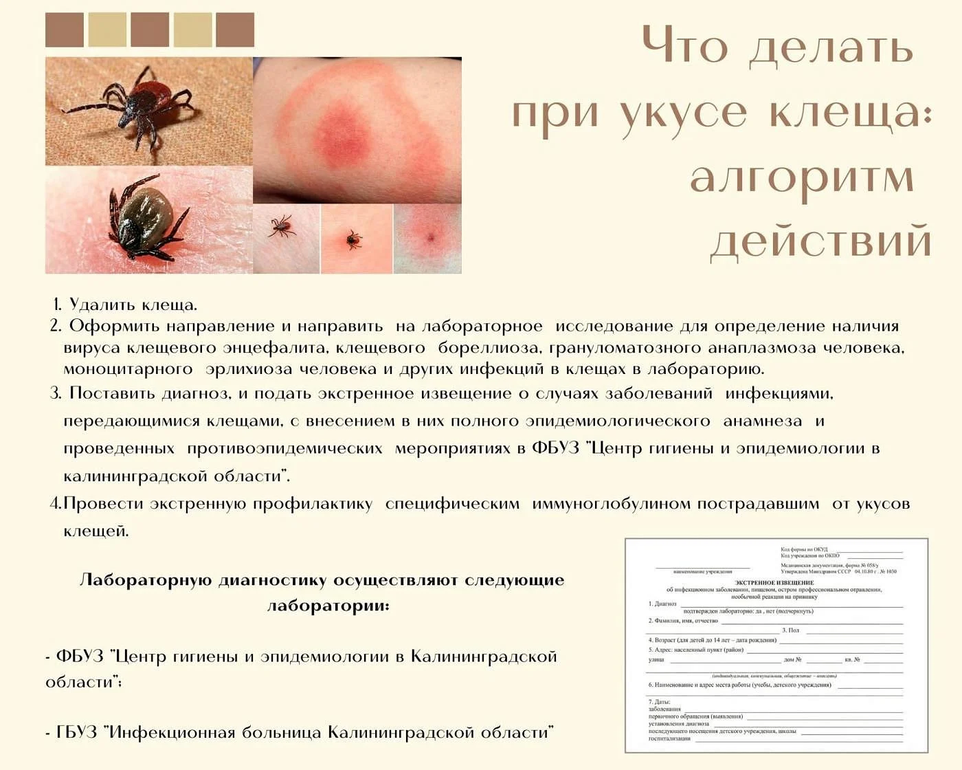 Что делать при укусе клеща: алгоритм действий