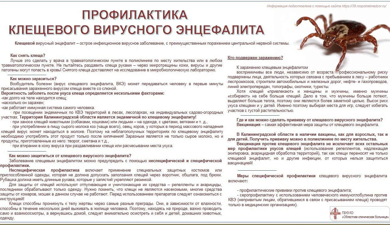 Профилактика клещевого вирусного энцефалита