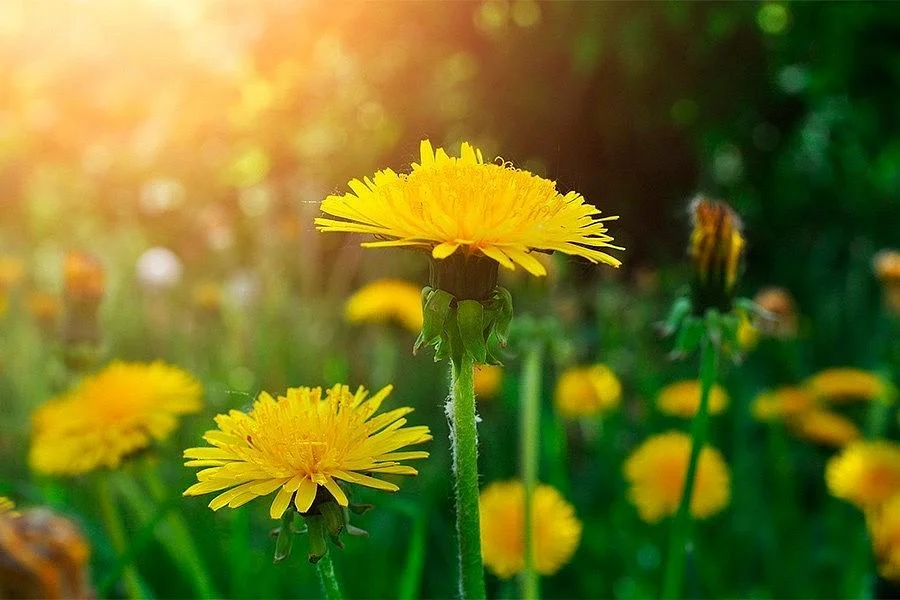 Как провести майские праздники без вреда для здоровья Как провести майские праздники без вреда для здоровья