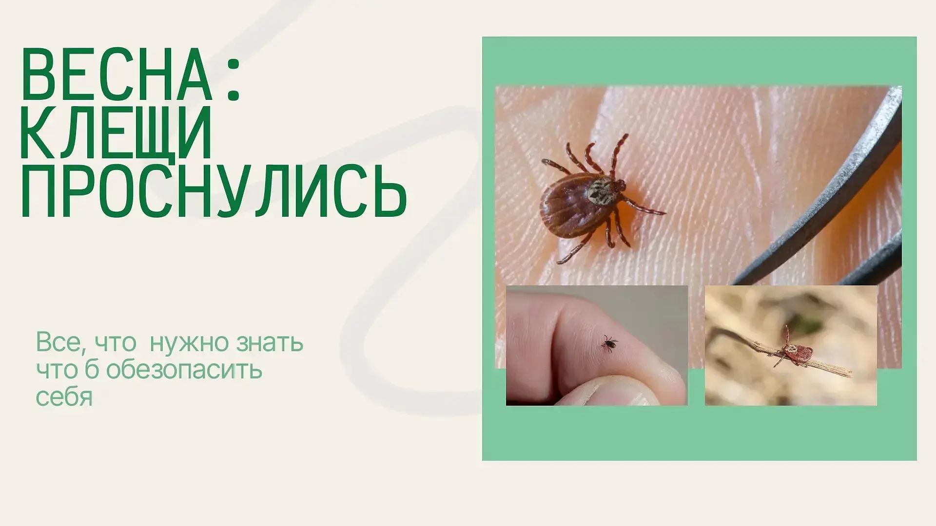 С наступлением тепла пробуждение природы несет  сезонную активность  клещей.